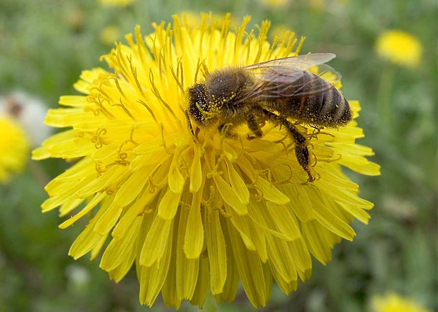 značaj pčelarstva za nas